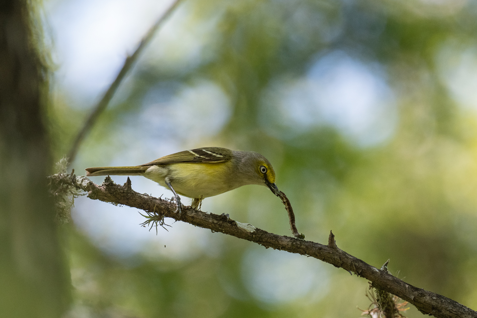 White-Eyed Vireo and Caterpillar, Southwest Florida