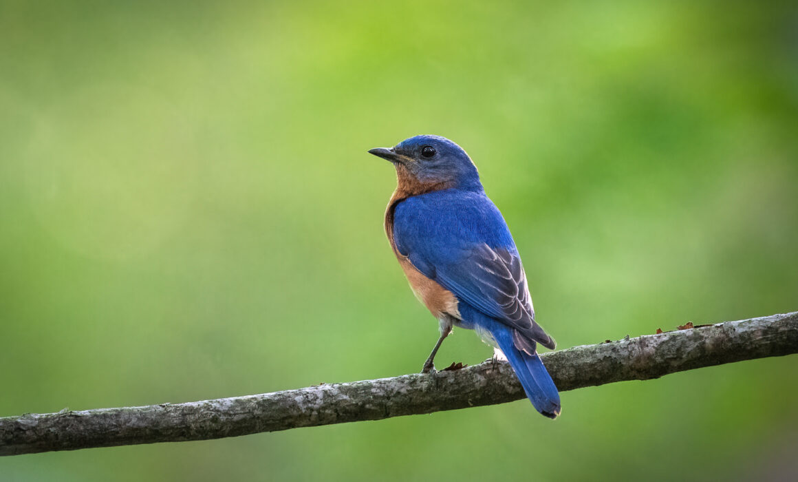 Eastern Bluebird, Farmington, Connecticut