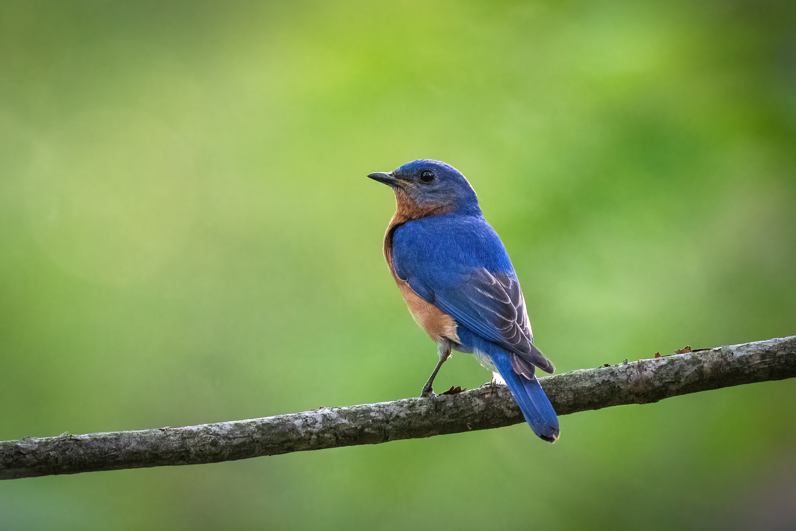 Eastern Bluebird, Farmington, Connecticut