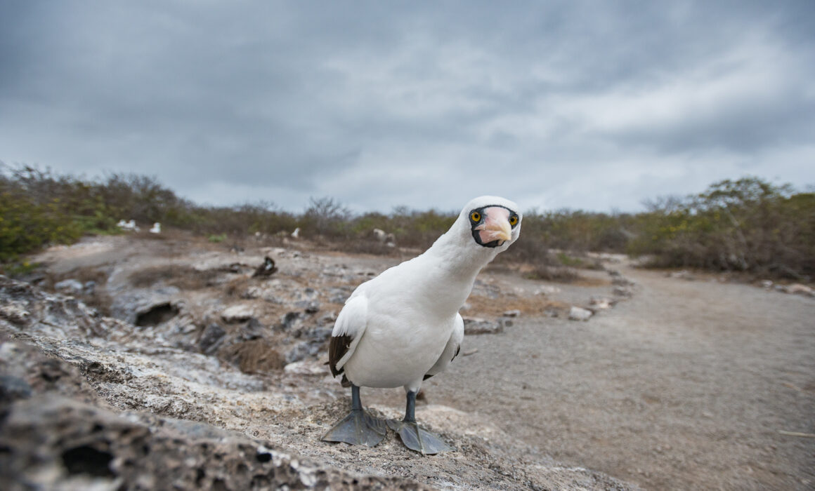 Nazca Booby, Galápagos Islands, Ecuador