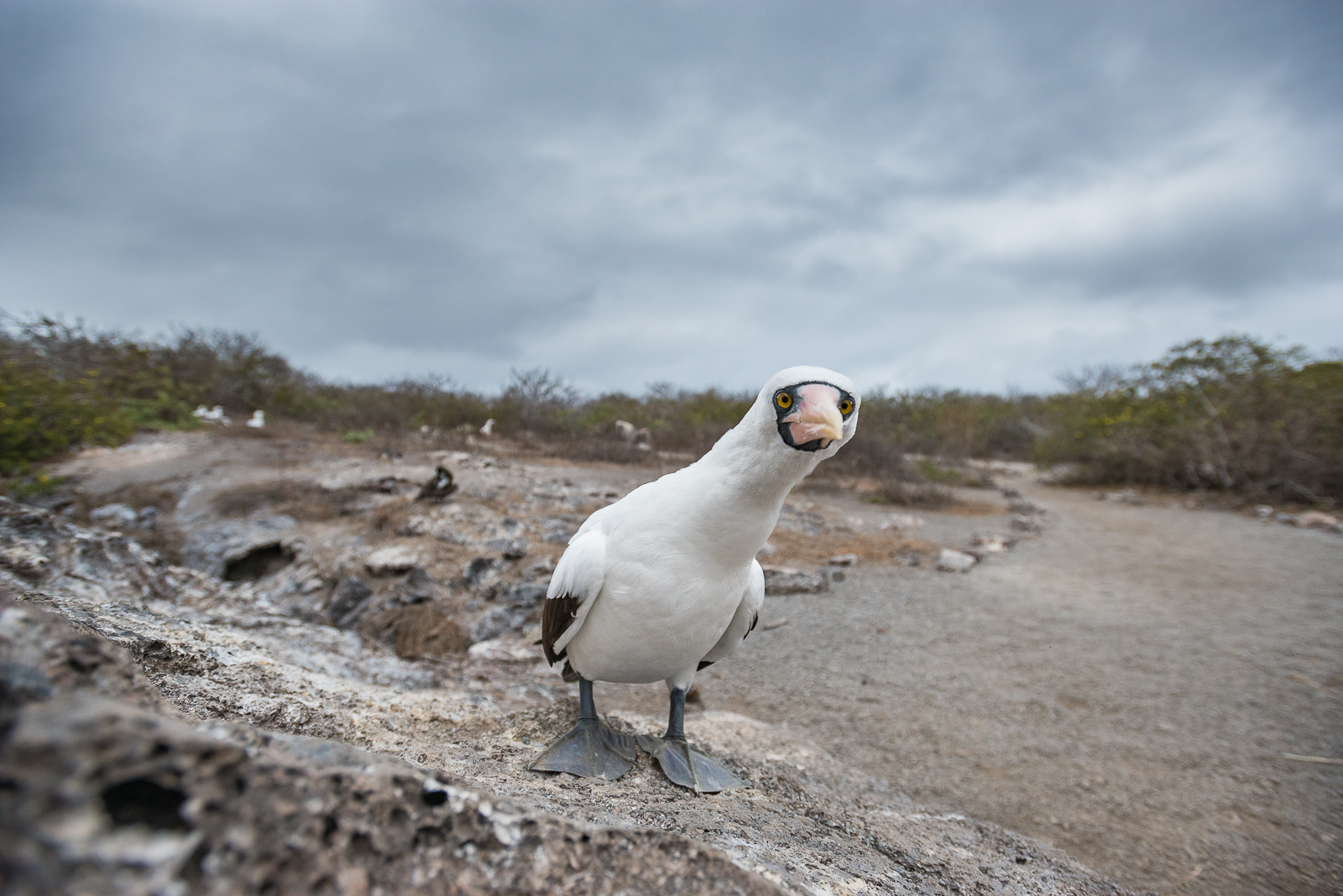 Nazca Booby, Galápagos Islands, Ecuador