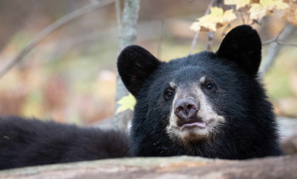 Black Bear, Farmington, Connecticut