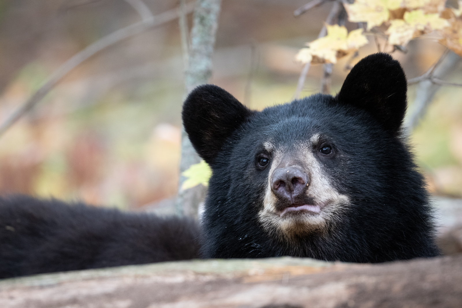 Black Bear, Farmington, Connecticut