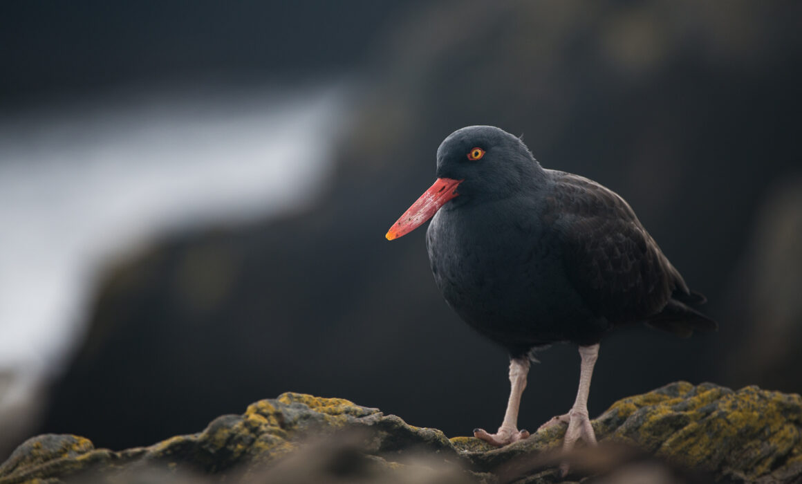 Blackish Oystercatcher, Carcass Island, Falkland Islands