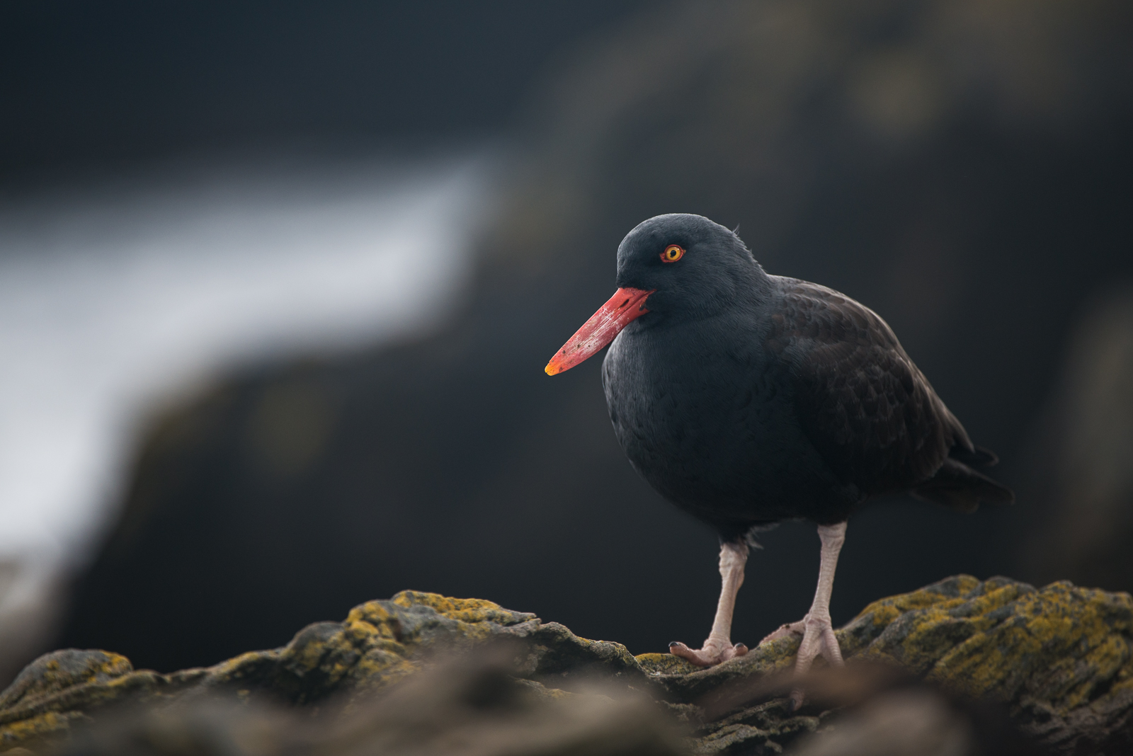 Blackish Oystercatcher, Carcass Island, Falkland Islands