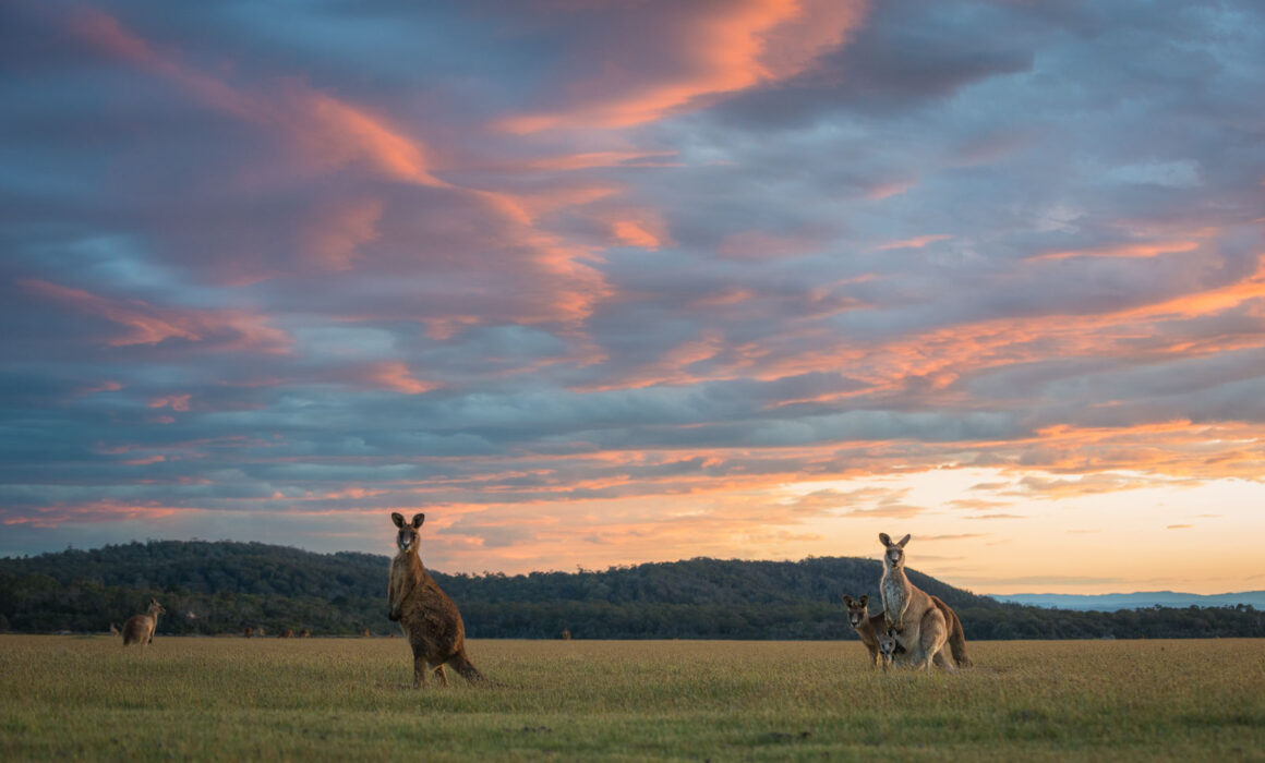 Eastern Grey (Forester) Kangaroos, Narawantapu National Park, Tasmania, Australia