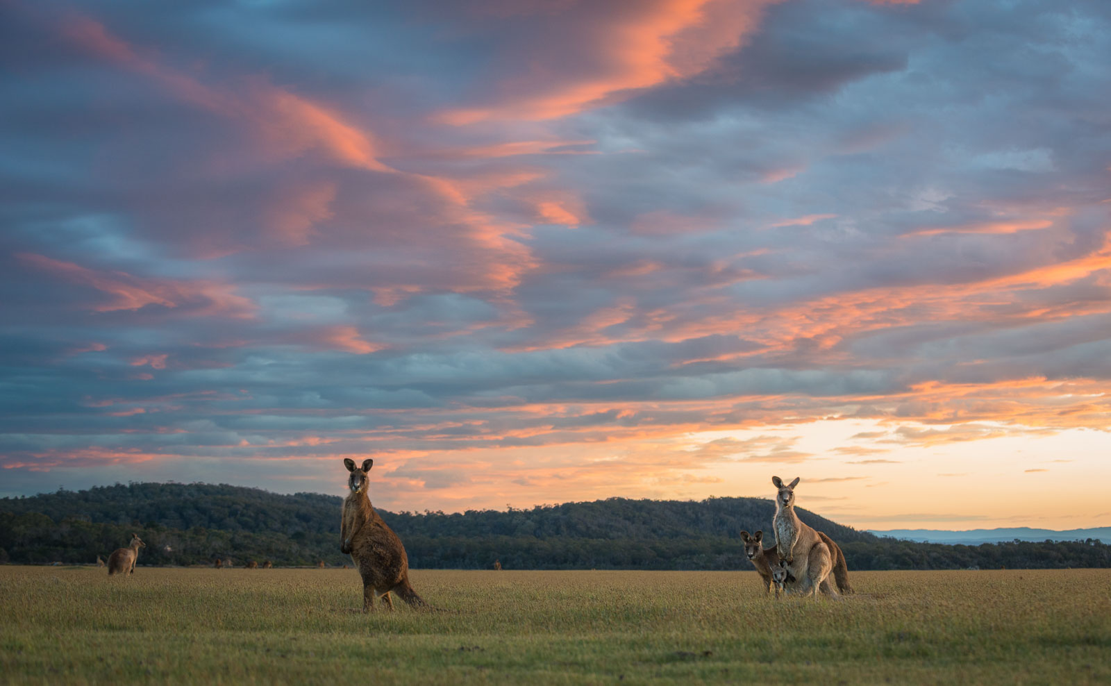 Eastern Grey (Forester) Kangaroos, Narawantapu National Park, Tasmania, Australia