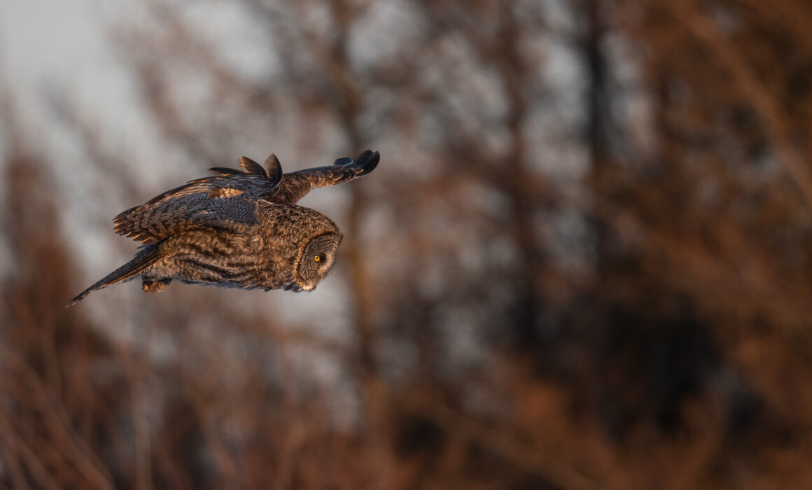 Great Gray Owl, Northern Minnesota