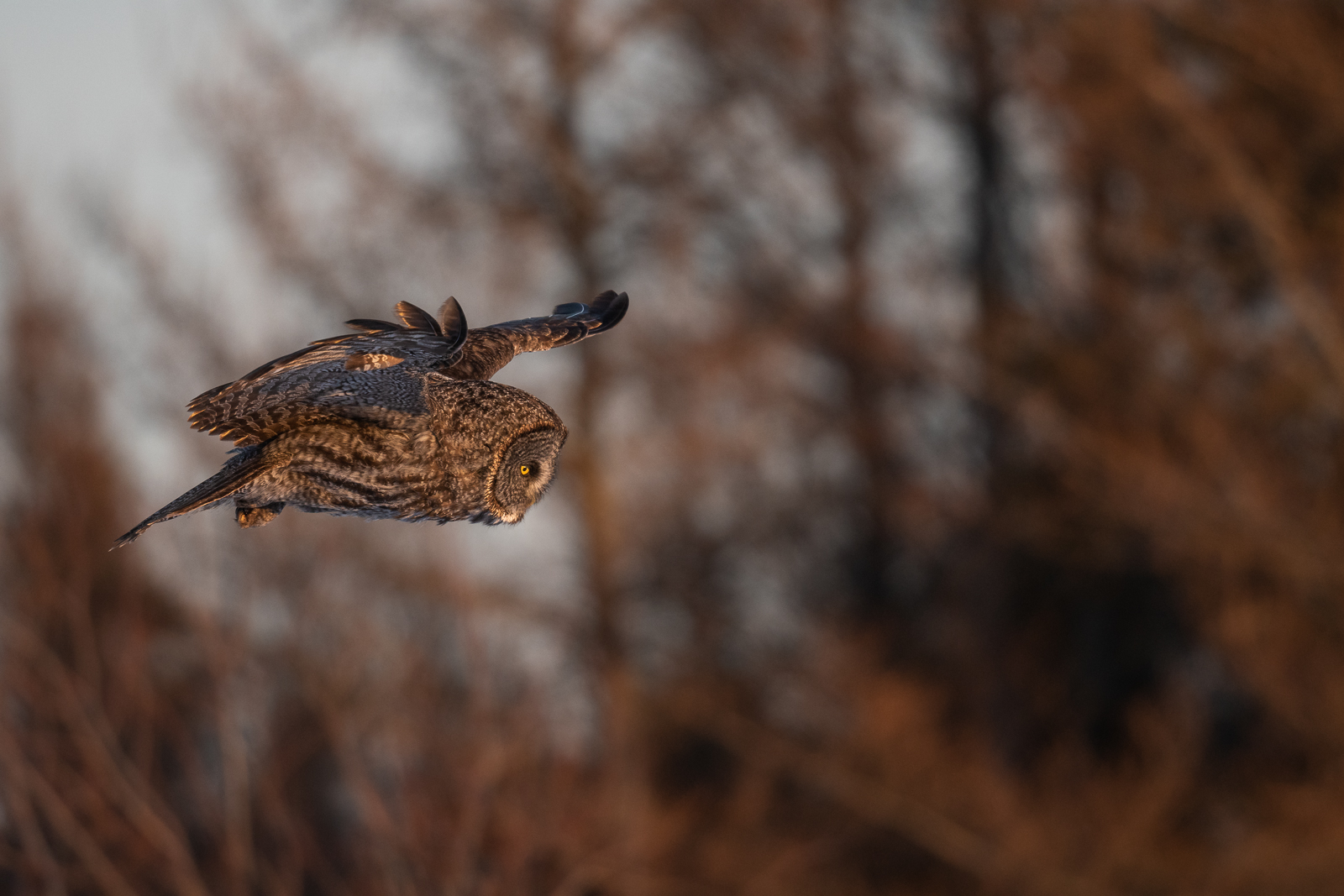 Great Gray Owl, Northern Minnesota