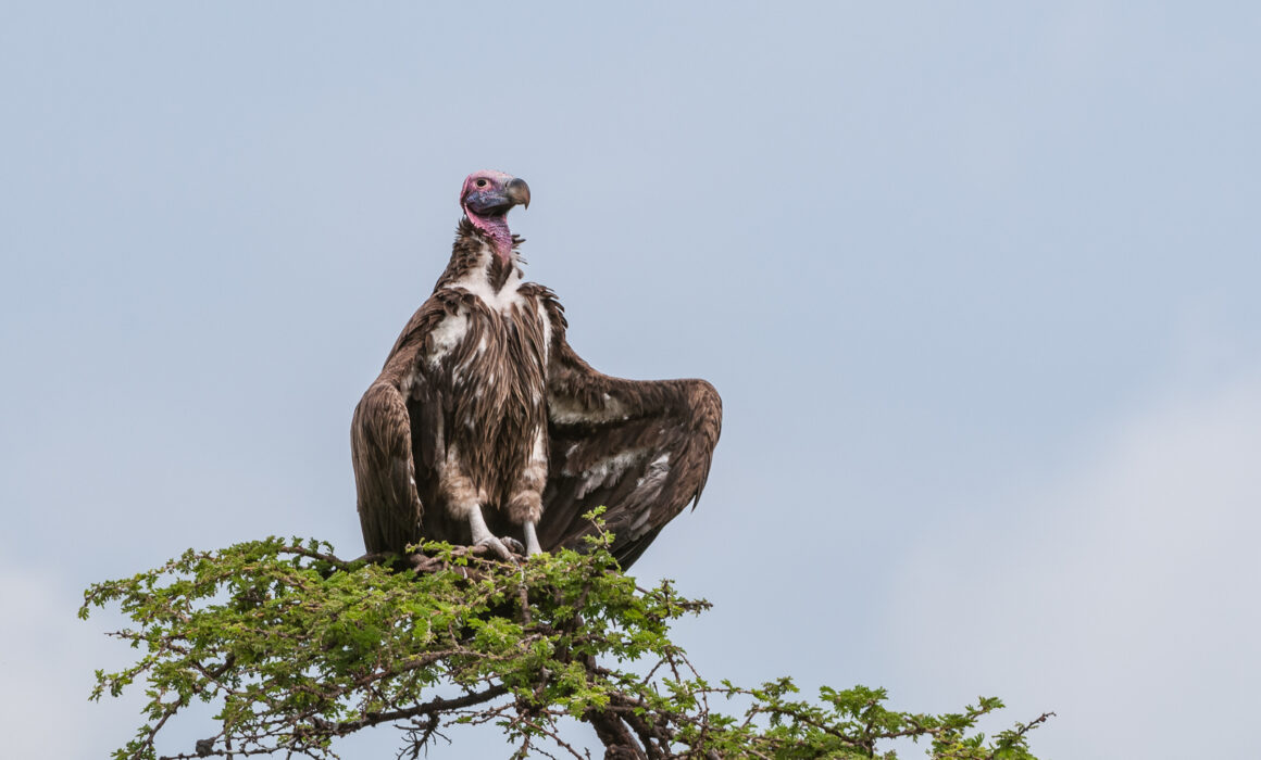 White-Headed Vulture, Masai Mara, Kenya