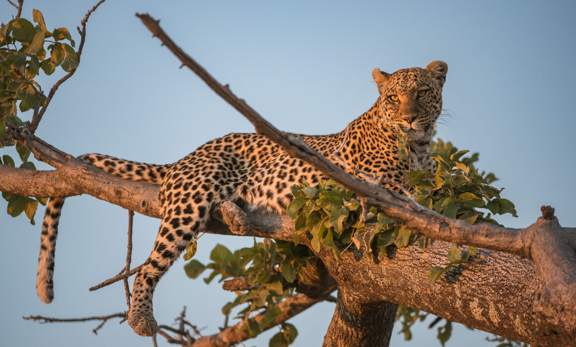 Leopard, Botswana