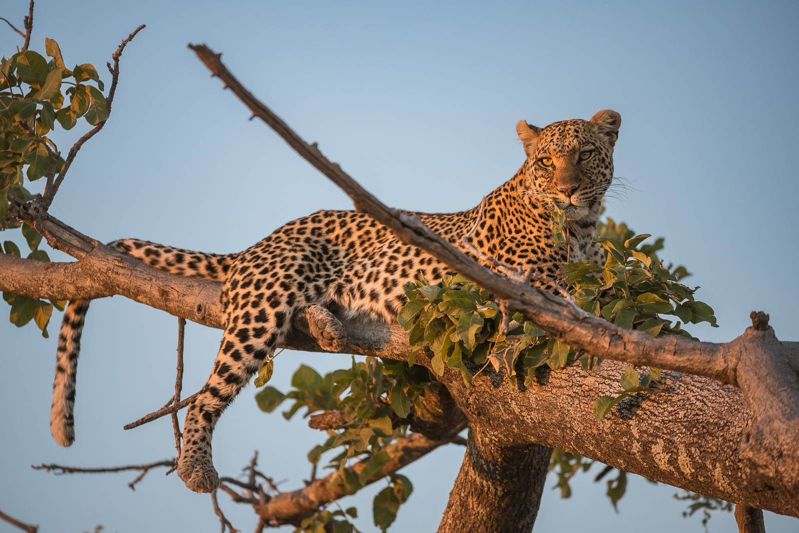 Leopard, Botswana