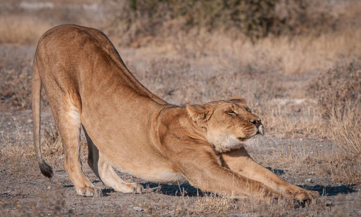 Lioness Stretch, Botswana