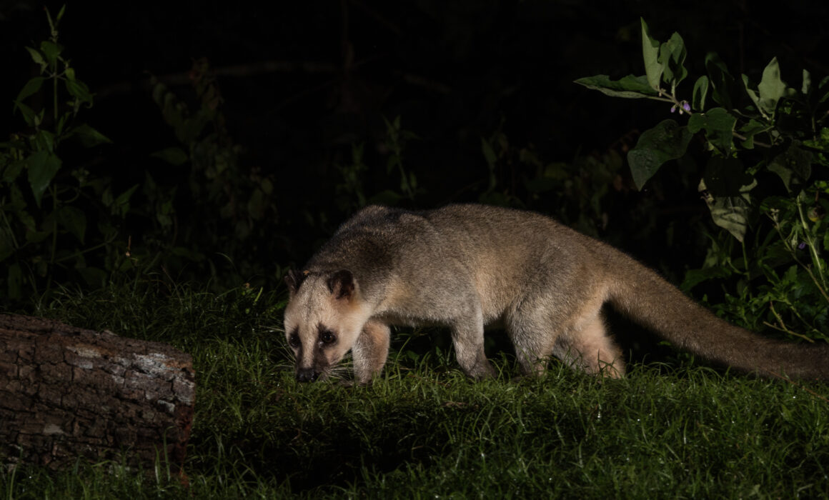Masked Palm Civet, Kaeng Krachan National Park, Thailand