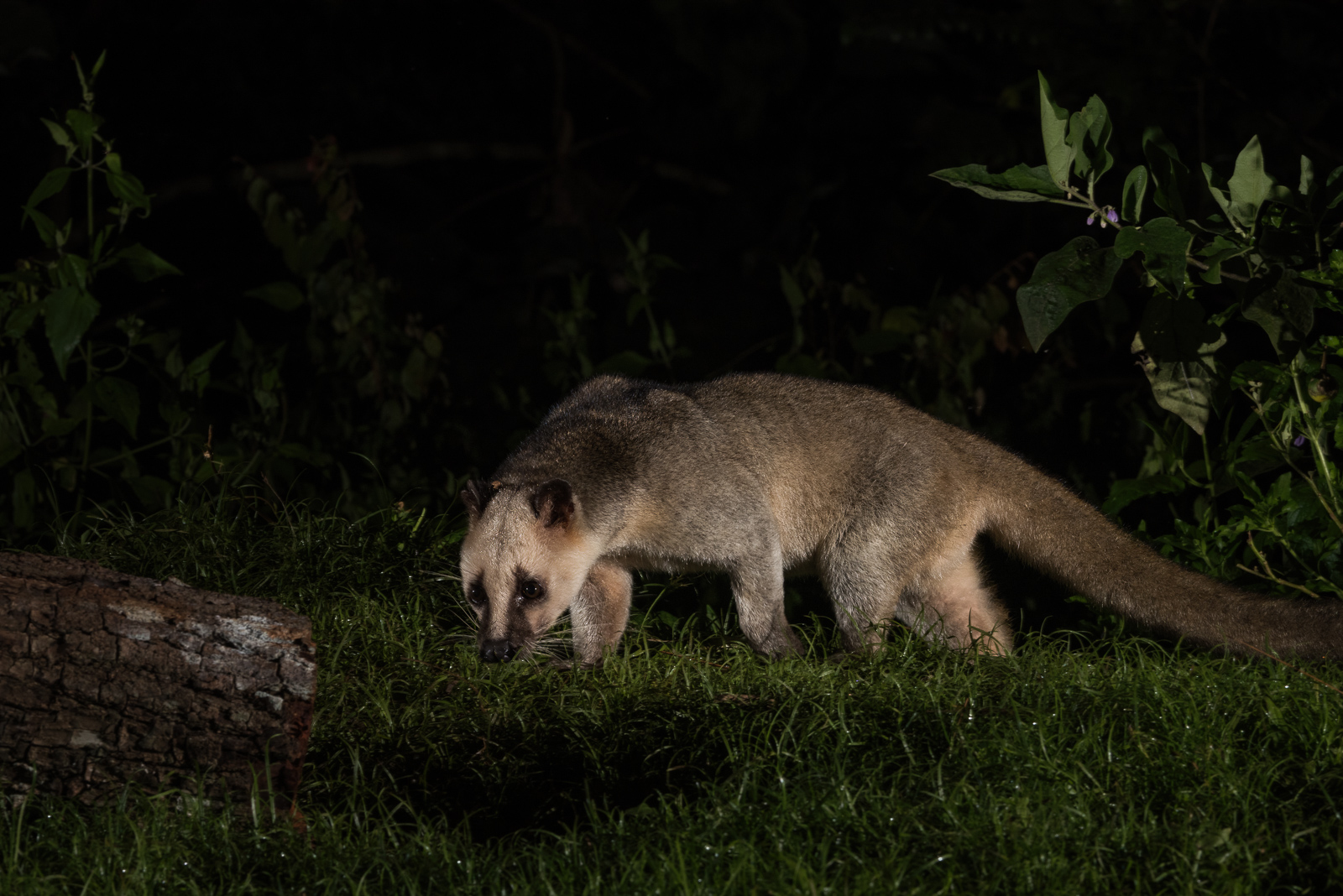 Masked Palm Civet, Kaeng Krachan National Park, Thailand