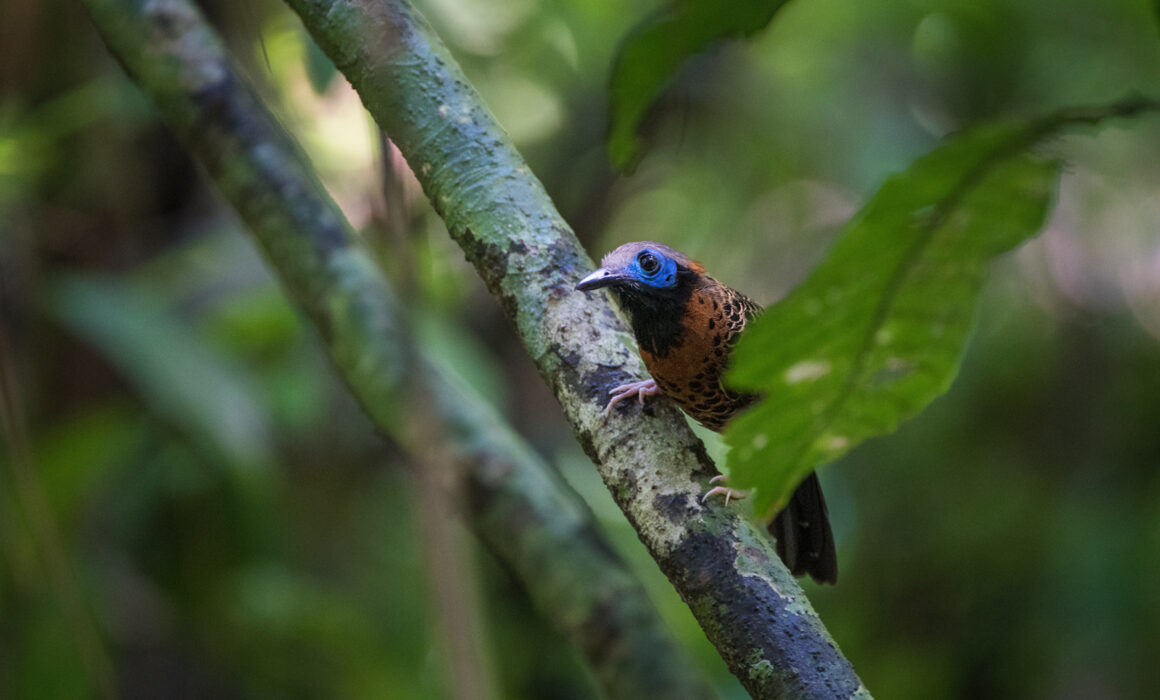 Ocellated Antbird, Panama