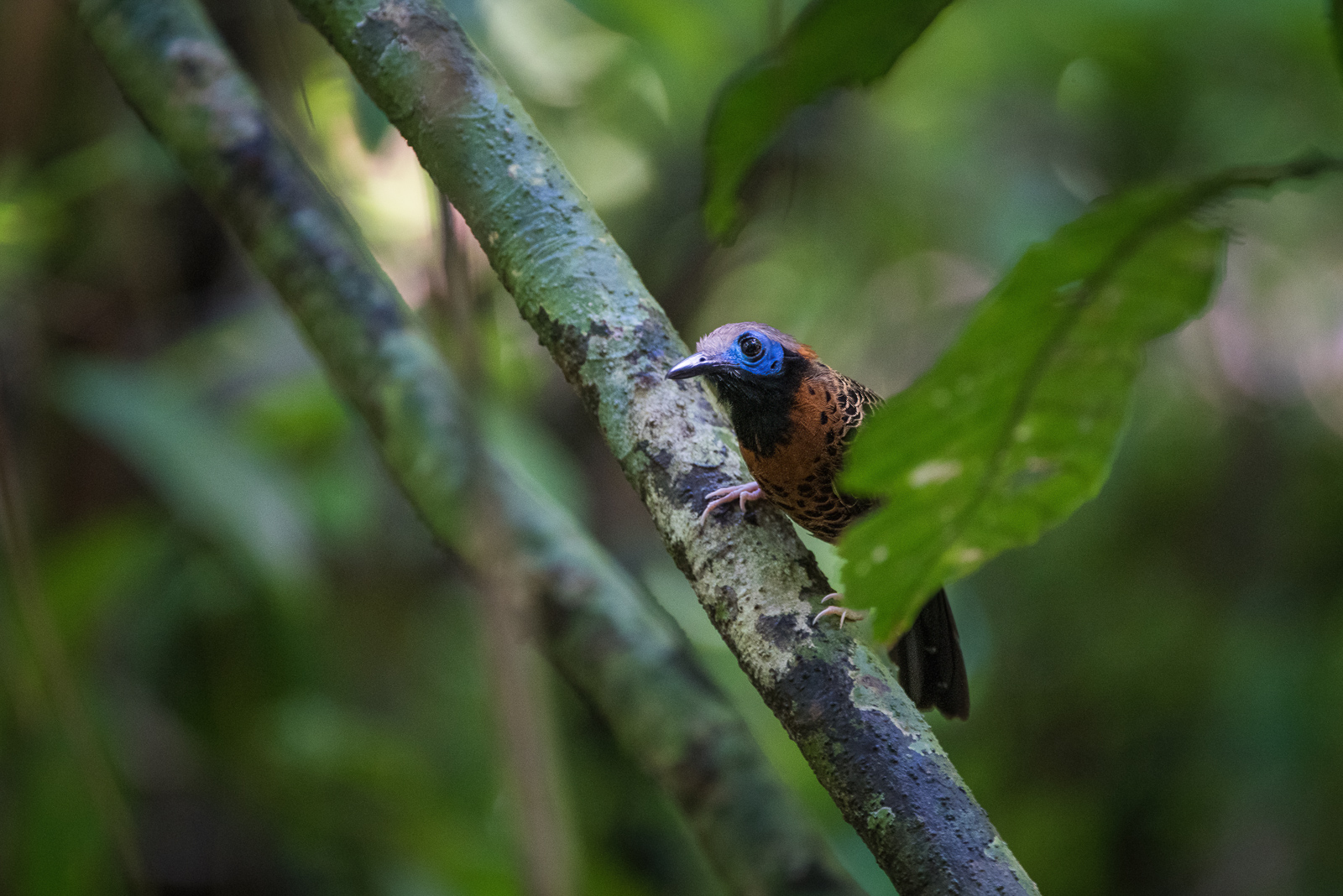 Ocellated Antbird, Panama