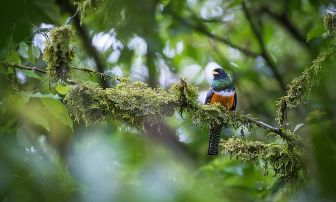 Orange-Bellied Trogon, El Valle, Panama