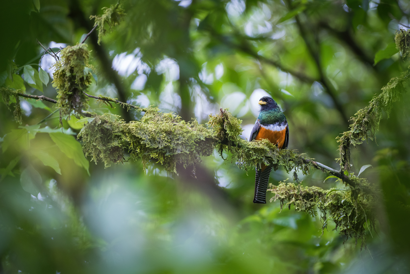 Orange-Bellied Trogon, El Valle, Panama