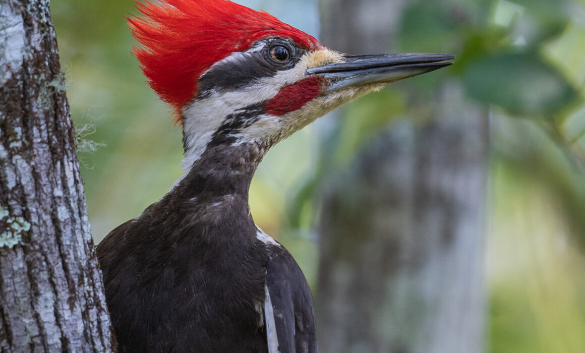 Pileated Woodpecker, Southwest Florida