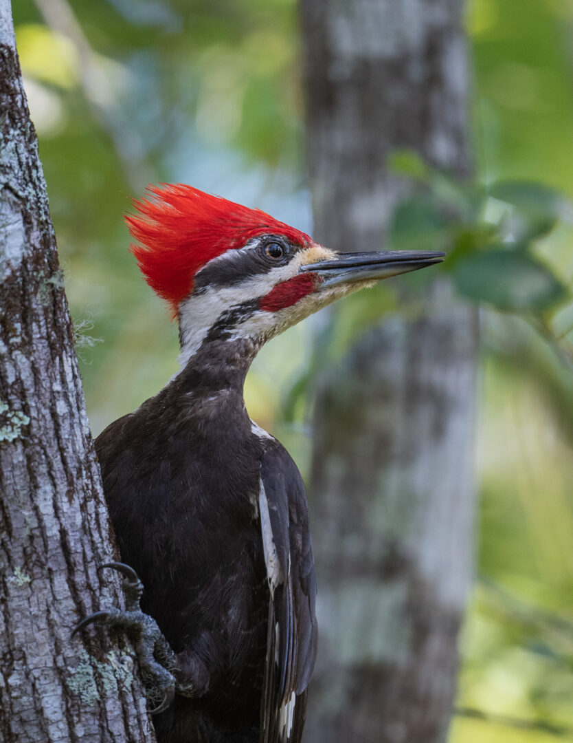 Pileated Woodpecker, Southwest Florida