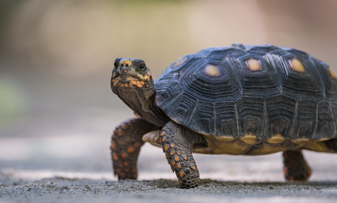 Red-Footed Tortoise, St. Barts