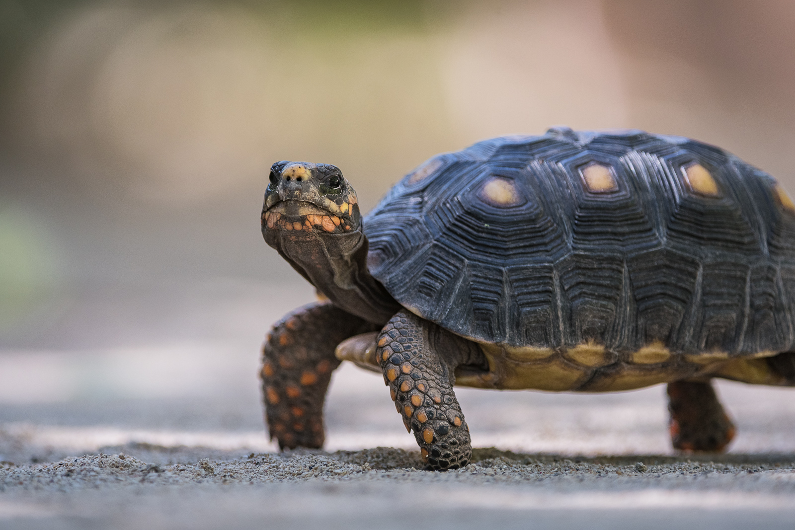 Red-Footed Tortoise, St. Barts