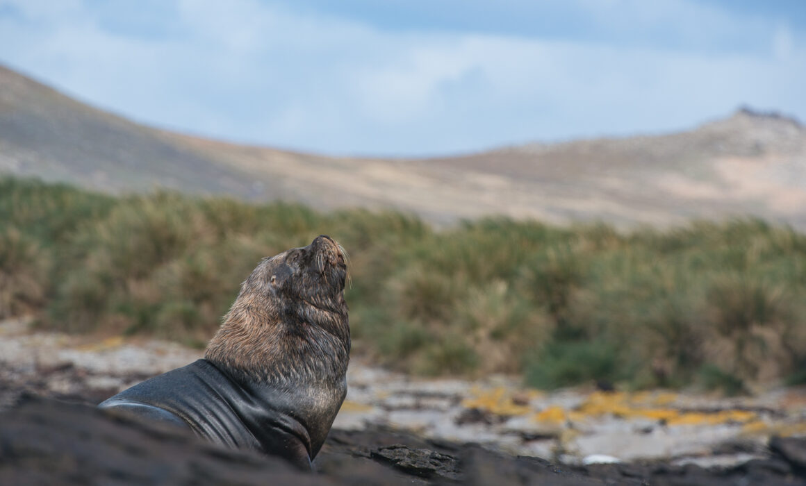Southern Sea Lion, Carcass Island, Falkland Islands