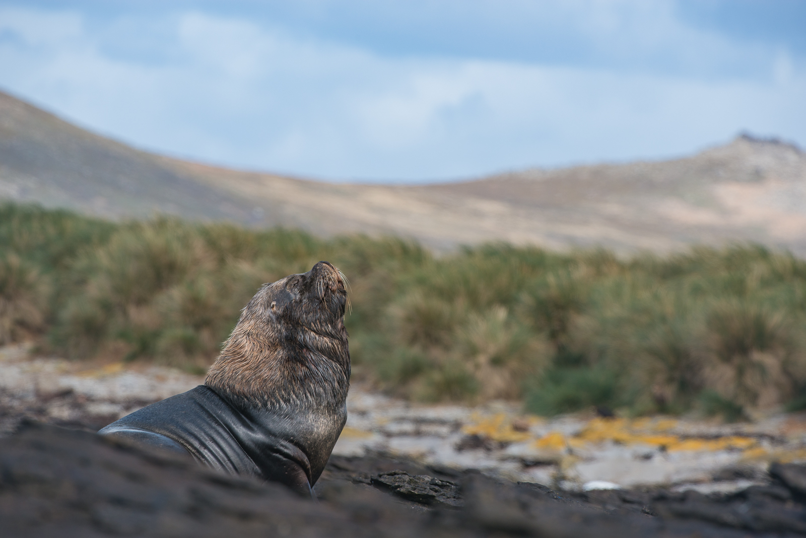 Southern Sea Lion, Carcass Island, Falkland Islands