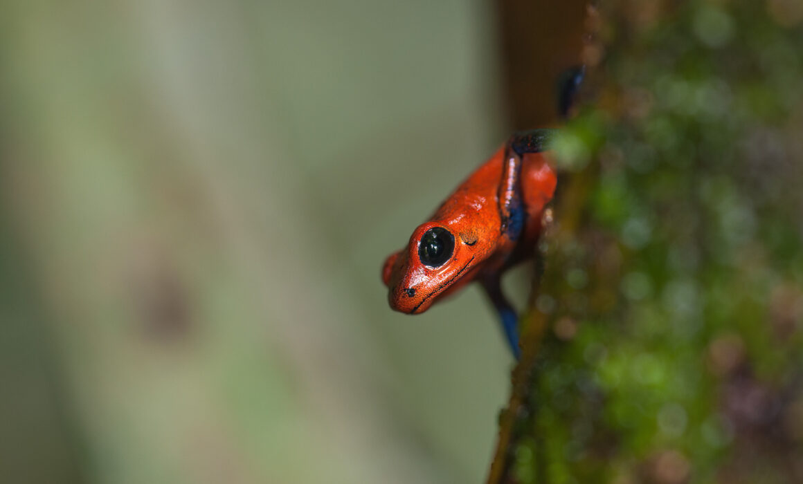 Strawberry Poison Dart Frog, La Selva, Costa Rica