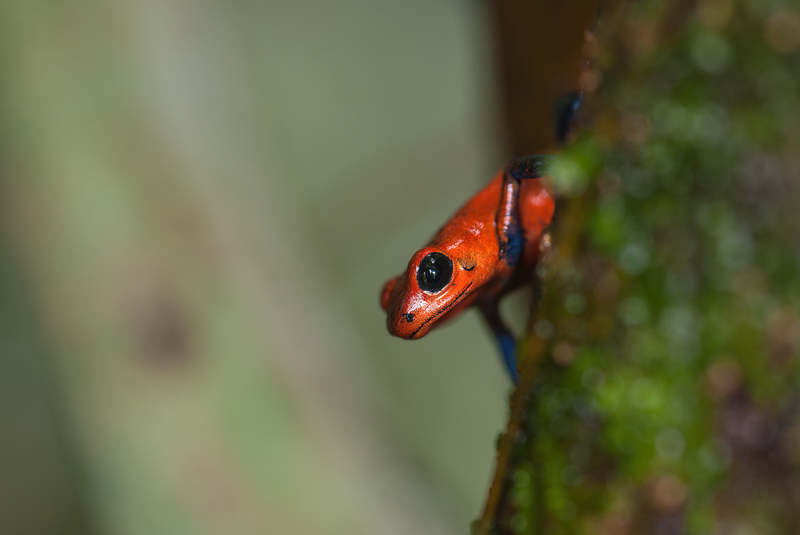 Strawberry Poison Dart Frog, La Selva, Costa Rica