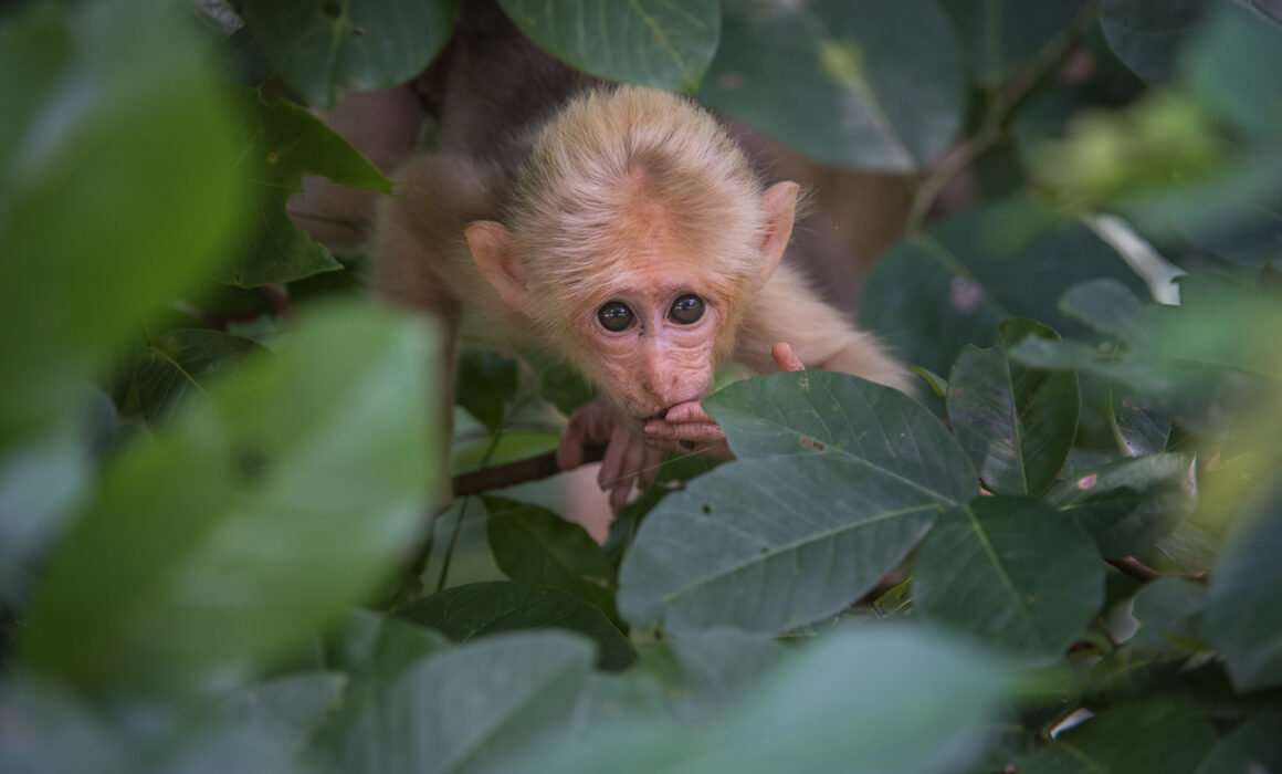 Stump-Tailed Macaque, Malay Peninsula, Thailand