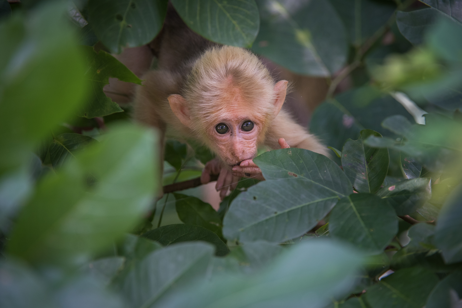 Stump-Tailed Macaque, Malay Peninsula, Thailand