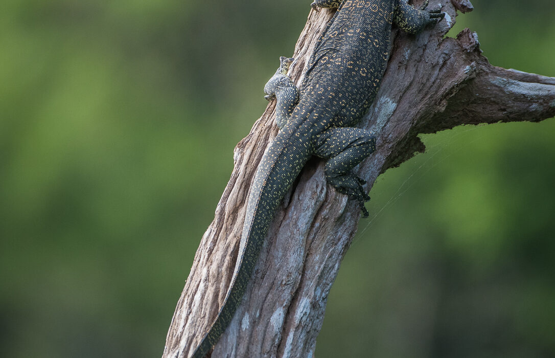 Tree Monitor, Khlong Saeng Wildlife Sanctuary, Thailand