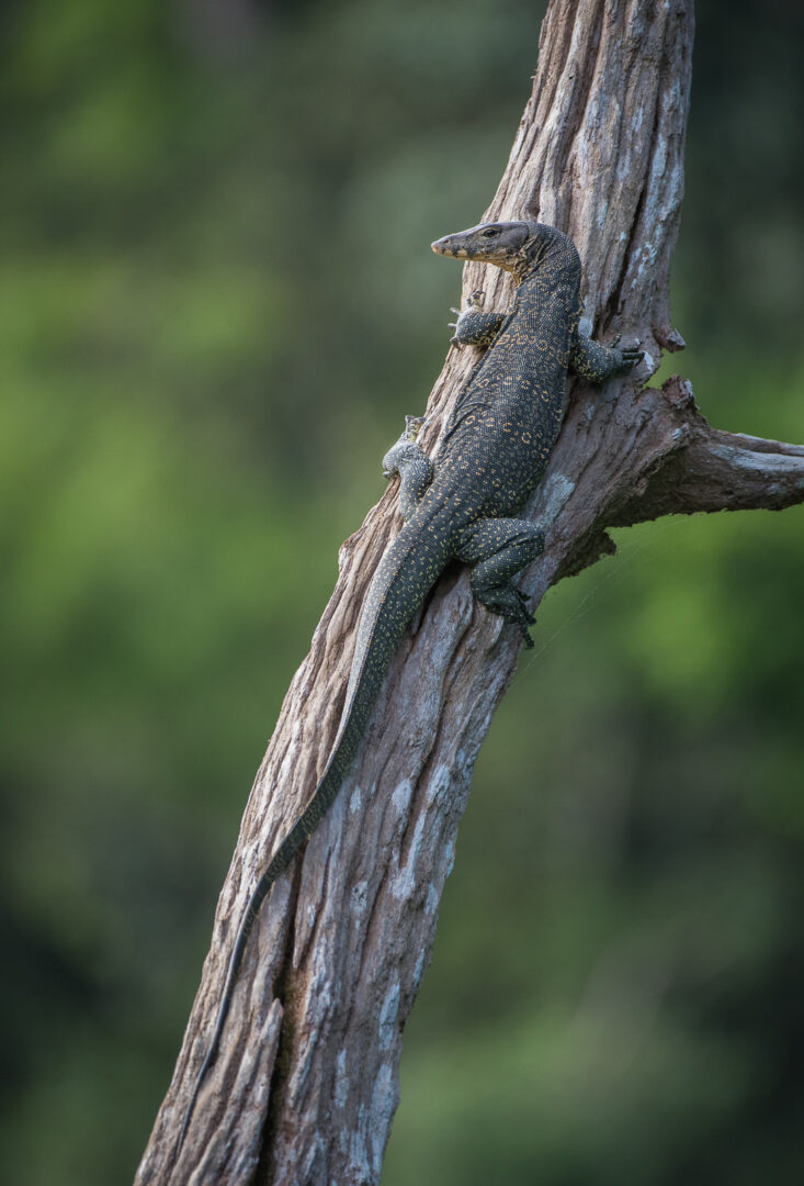 Tree Monitor, Khlong Saeng Wildlife Sanctuary, Thailand