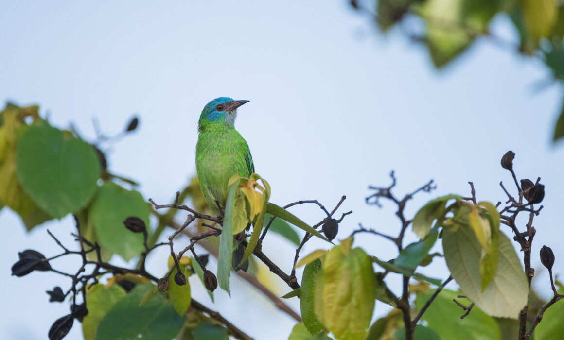 Turquoise Honeycreeper, Panama