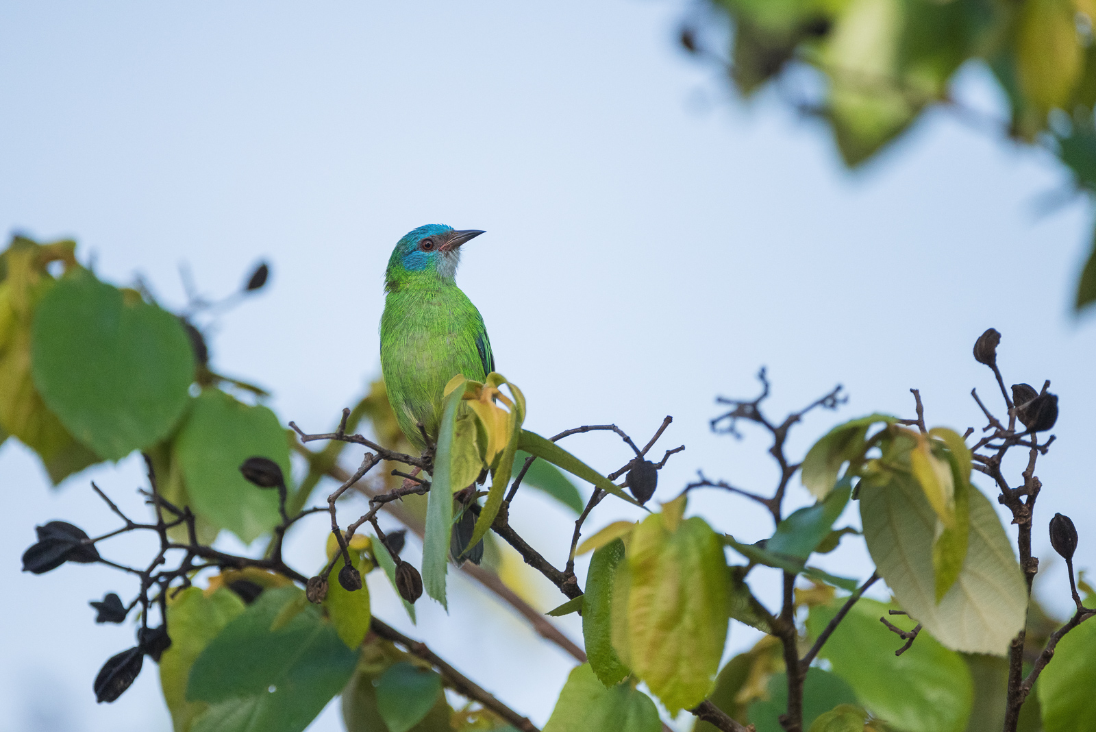 Turquoise Honeycreeper, Panama