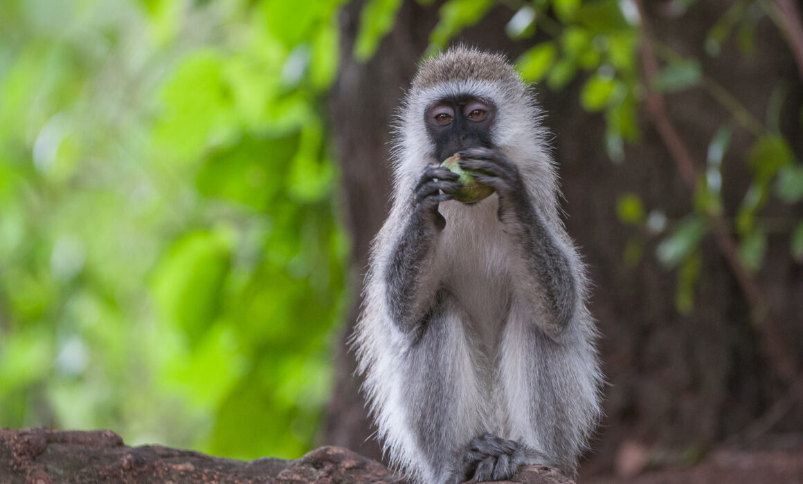 Vervet Monkey with Fruit, Olare Orok, Kenya