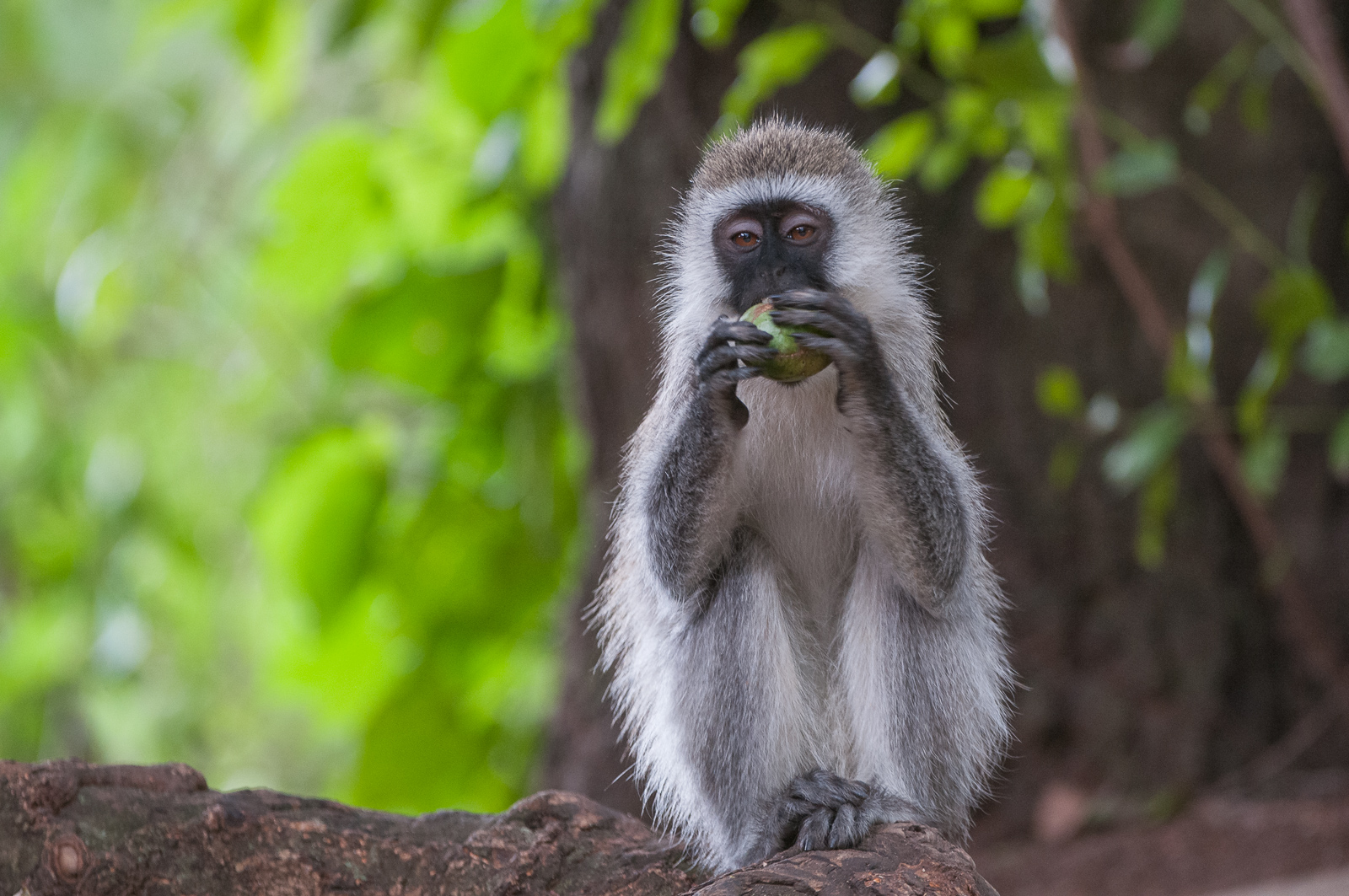 Vervet Monkey with Fruit, Olare Orok, Kenya