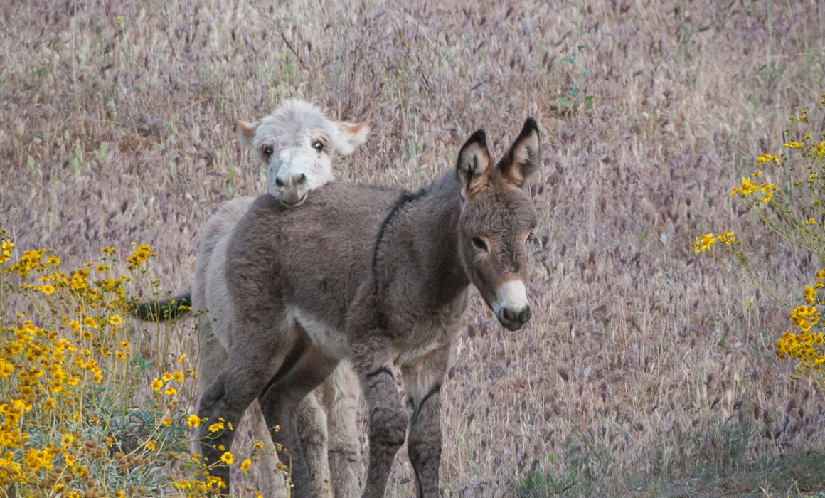 Young Burros, Moreno Valley, California