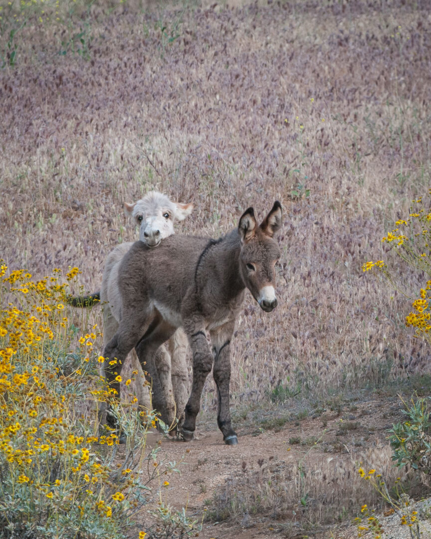 Young Burros, Moreno Valley, California