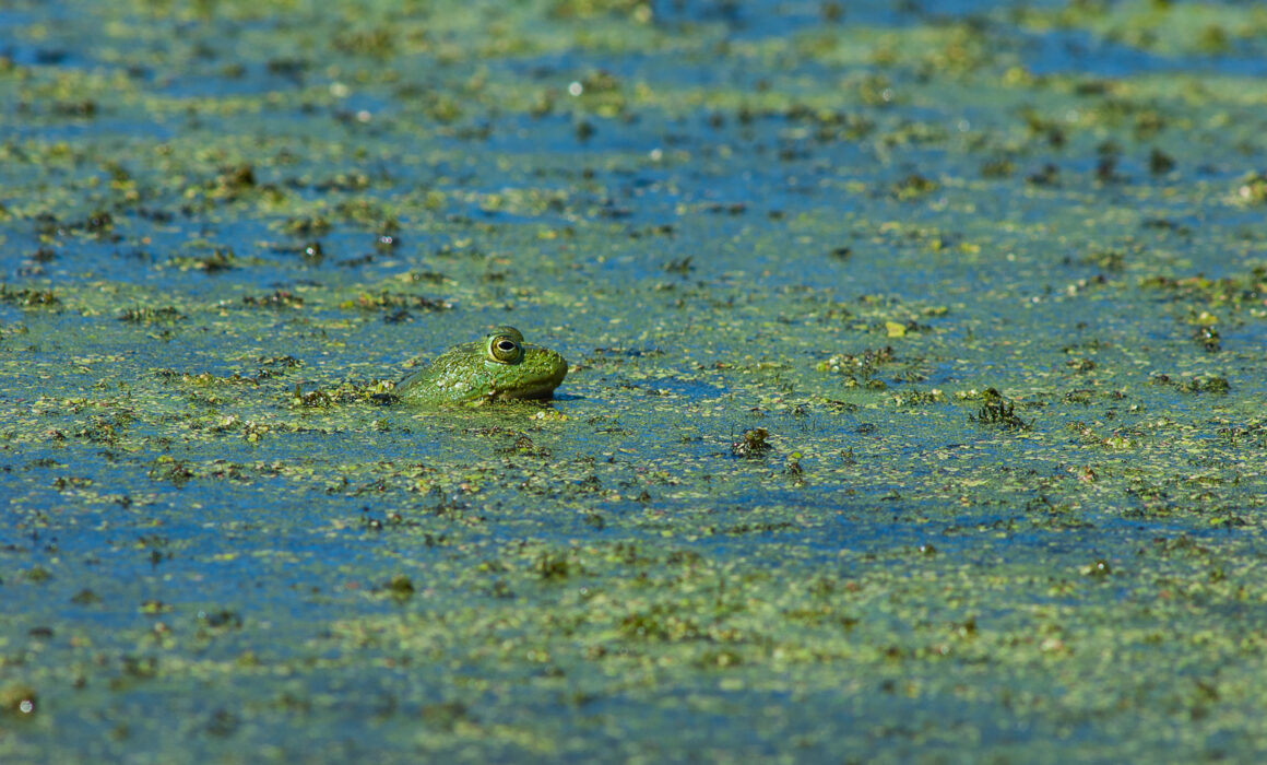 American Bullfrog, Indiana