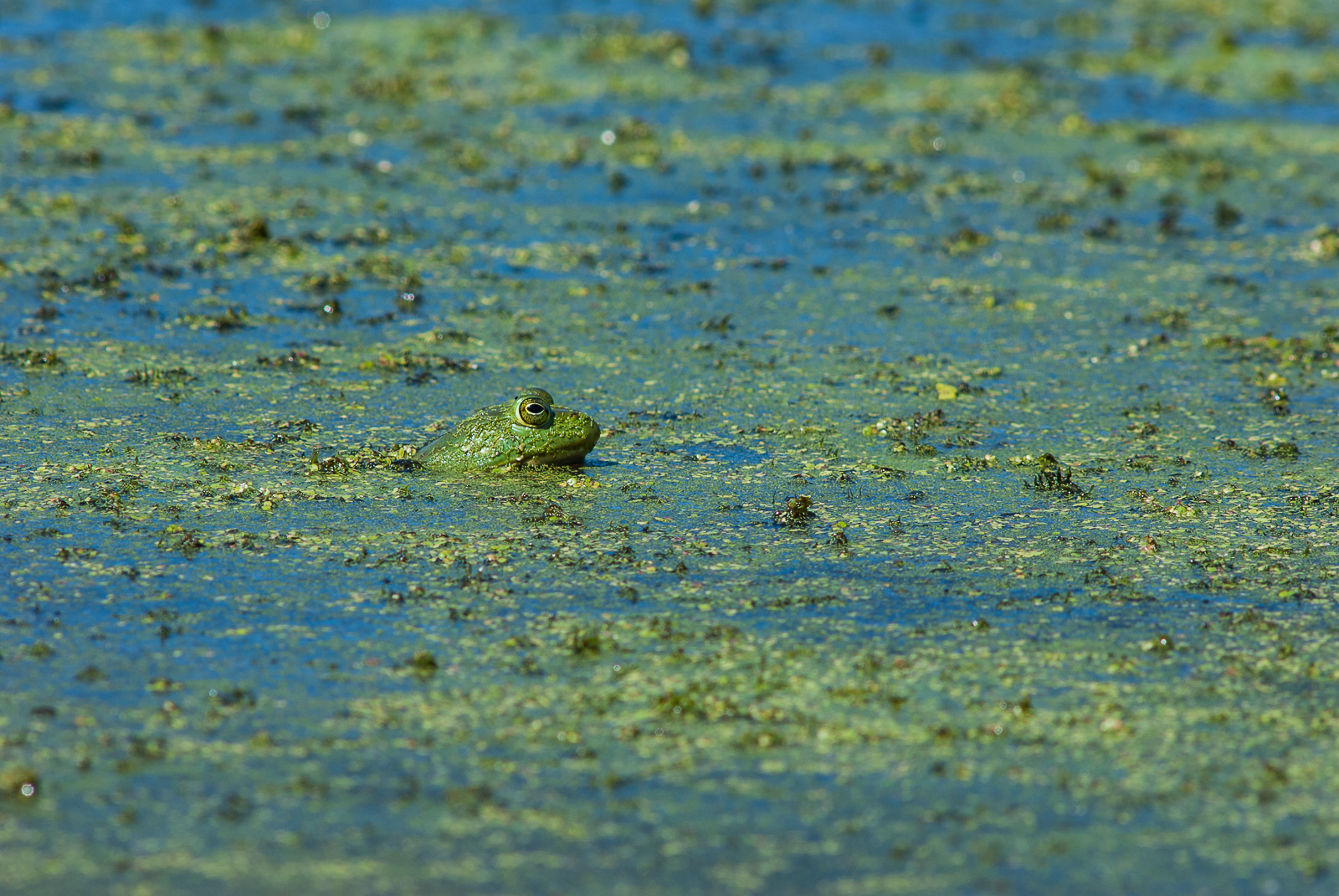 American Bullfrog, Indiana