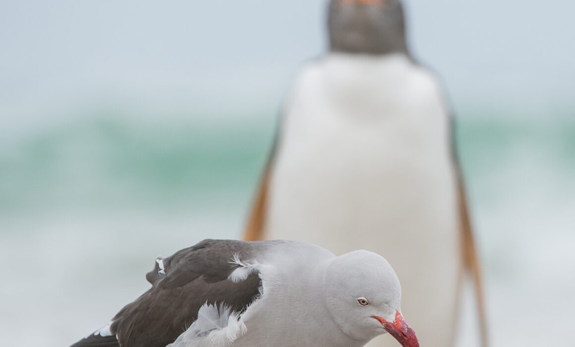 Dolphin Gull and Gentoo Penguin, Falkland Islands