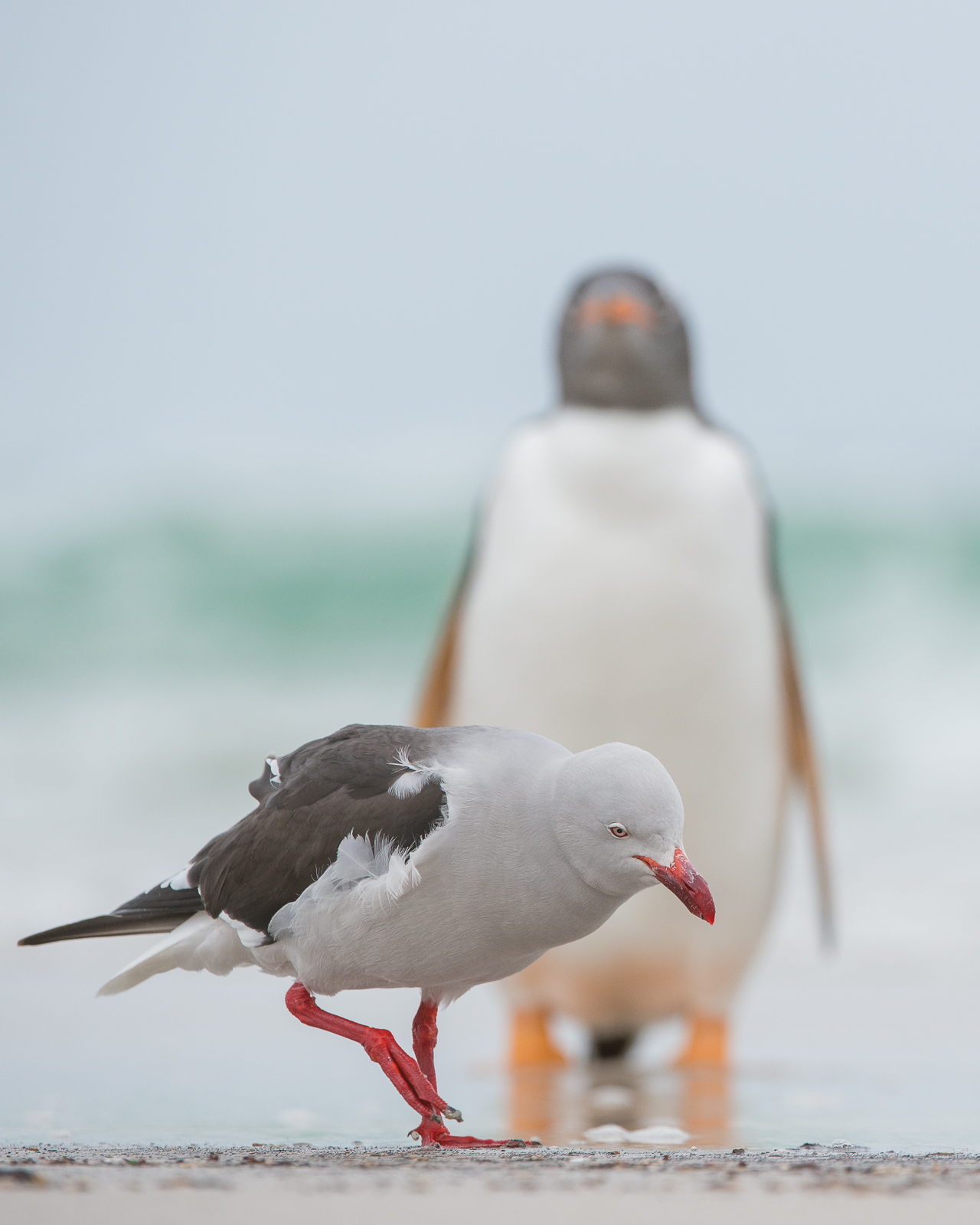 Dolphin Gull and Gentoo Penguin, Falkland Islands