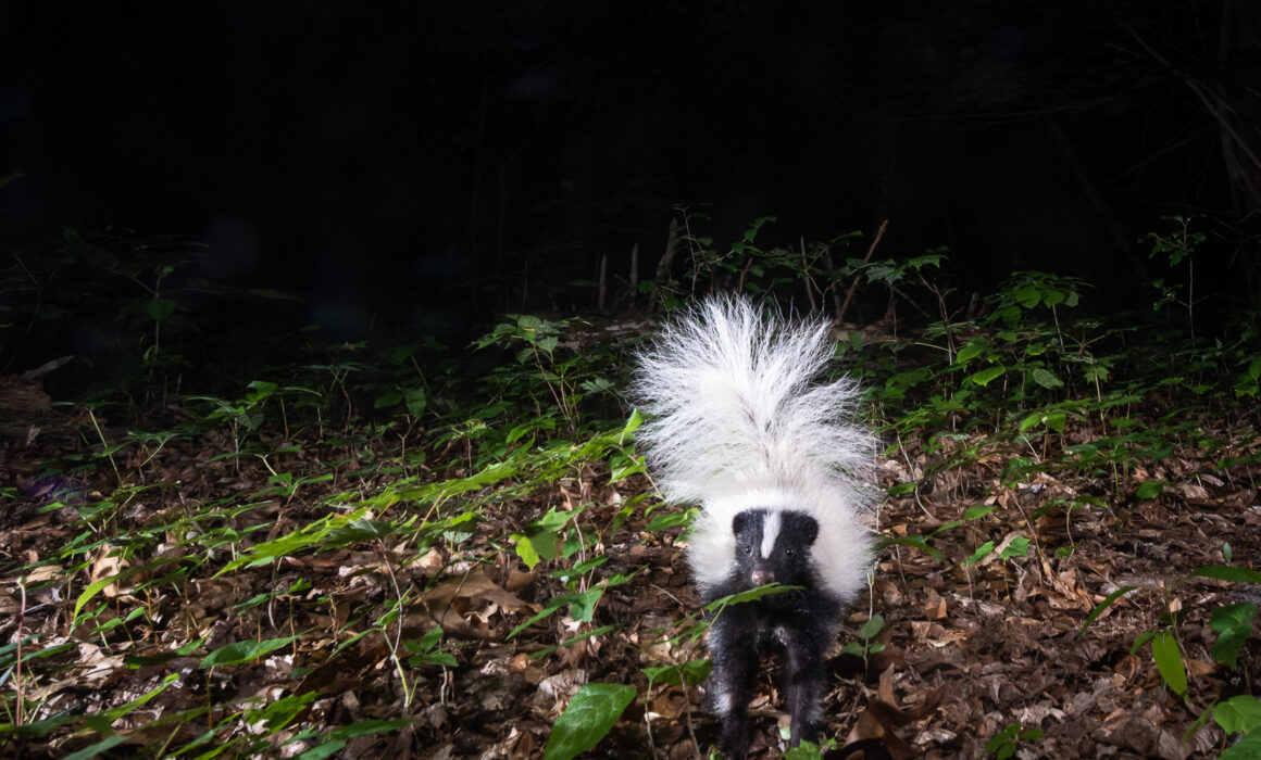 Striped Skunk, Farmington, Connecticut