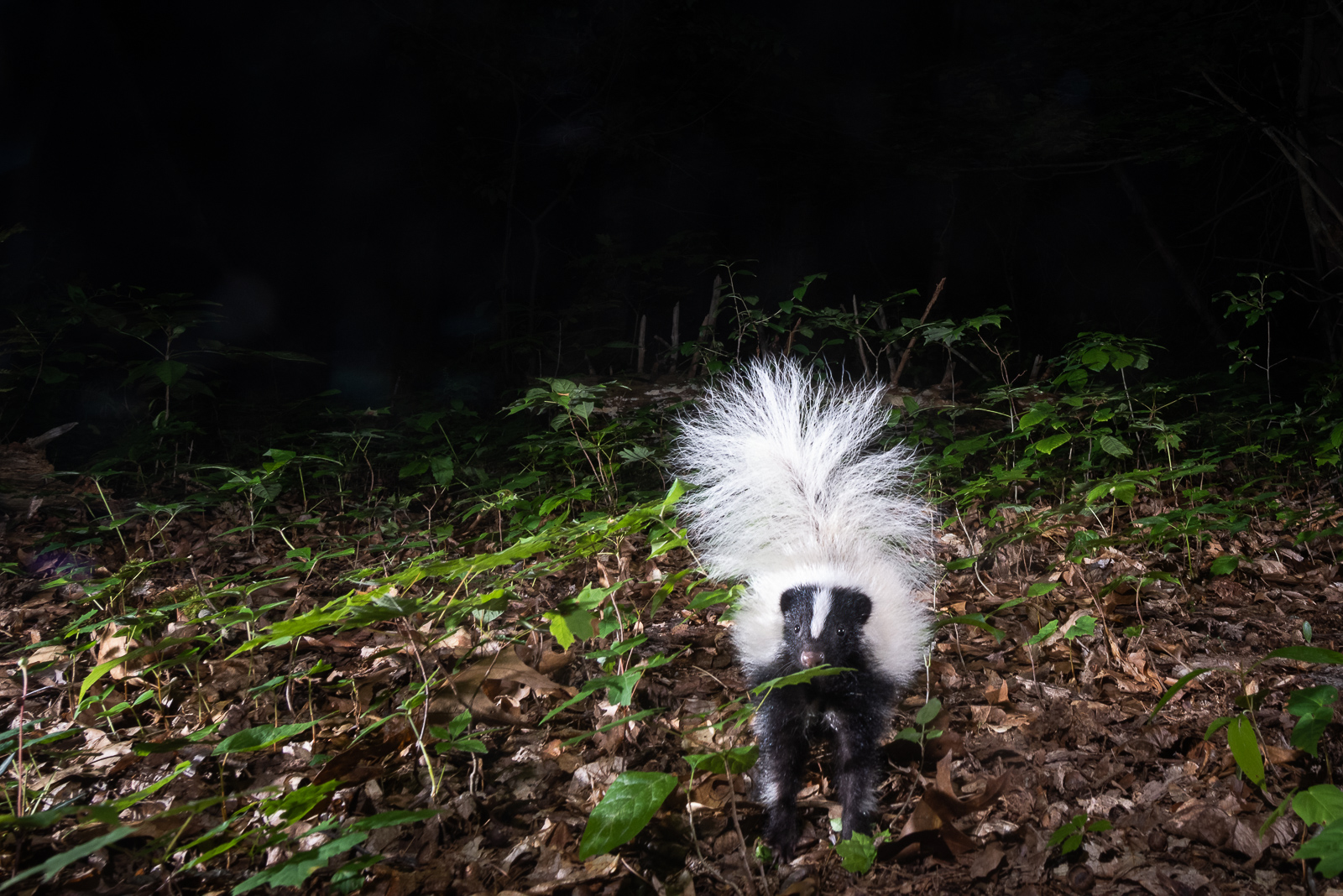 Striped Skunk, Farmington, Connecticut