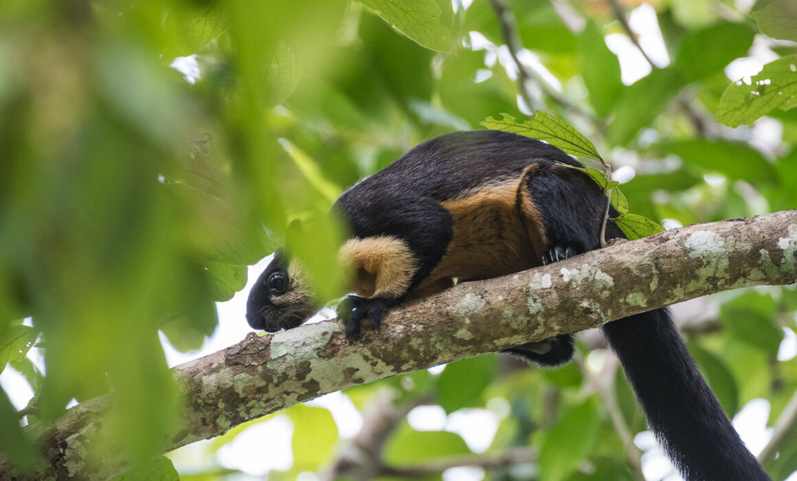Black Giant Squirrel, Kaeng Krachan National Park, Thailand