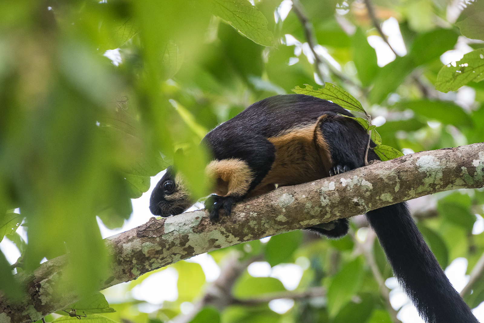 Black Giant Squirrel, Kaeng Krachan National Park, Thailand