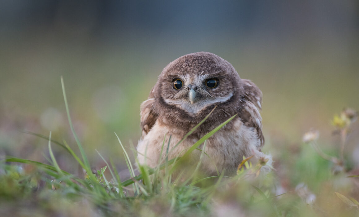 Burrowing Owl, Florida